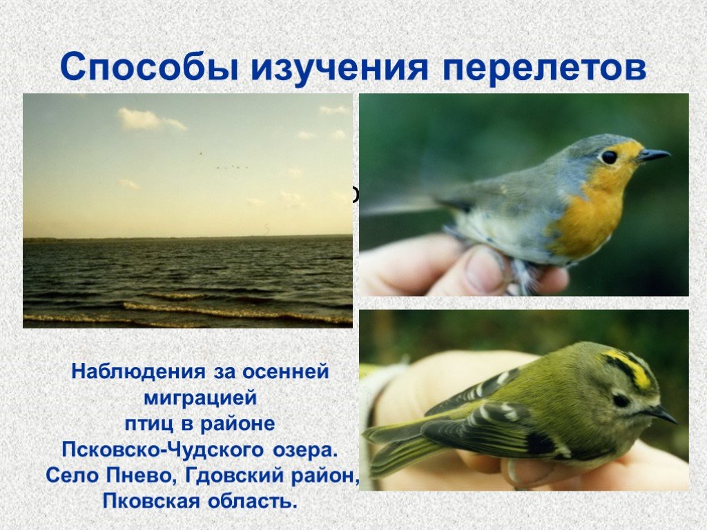 Методы изучения птиц. Способы изучения перелетов птиц. Способ изучения миграции птиц. Наблюдение и методы изучения птиц.