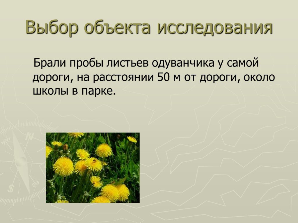 Одуванчик у дорожки в пышной шапке падежи. Листок одуванчика. Одуванчик у дороги. Рабочий лист одуванчик закрепление желтого цвета.