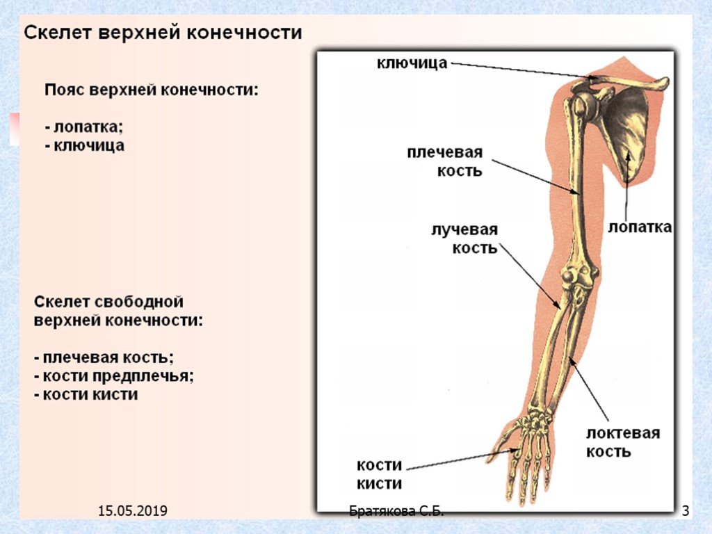 Скелет верхней конечности человека пояс конечностей. Строение костей свободной верхней конечности человека. Скелет конечностей человека биология 8 класс. Скелет верхней конечности биология 8 класс. Скелет верхней конечности человека биология 8.