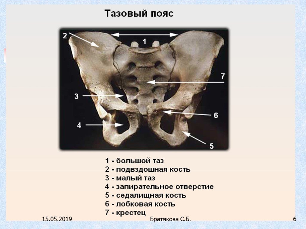 Три тазовые кости. Скелет тазового пояса человека анатомия. Скелет мужского таза вид спереди. Тазовый пояс кости таза. Структура тазового пояса.