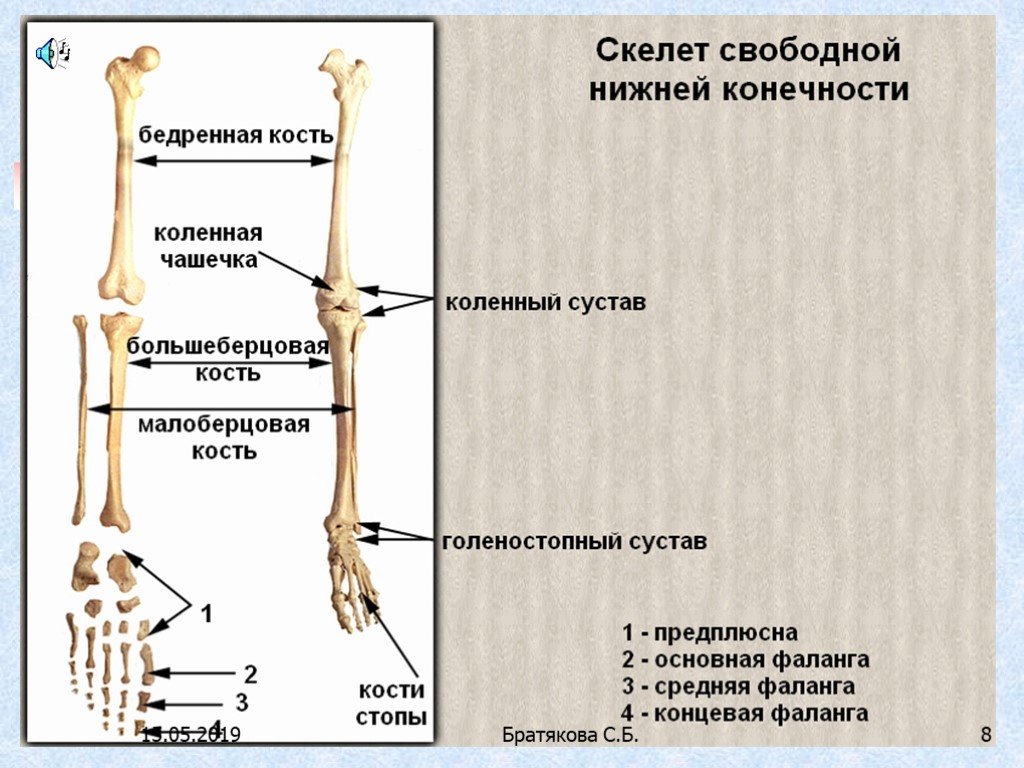 Скелет конечностей включает. Кости конечностей человека. Строение костей свободной нижней конечности. Верхние и нижние конечности анатомия. Кости верхней и нижней конечности анатомия.