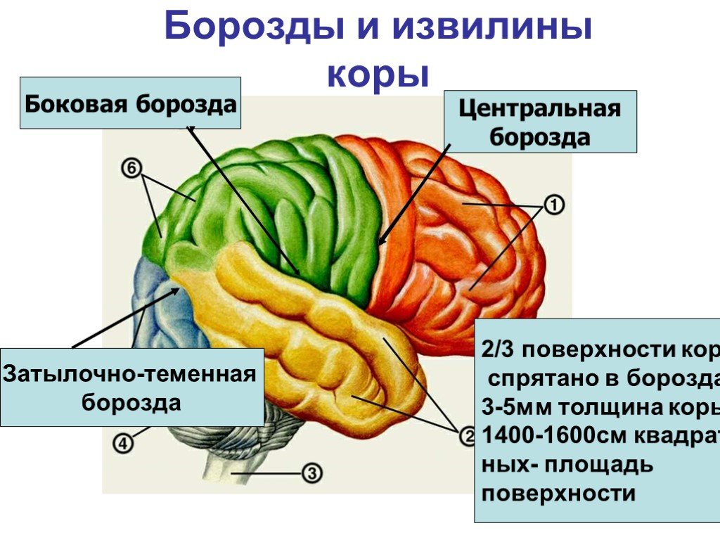 Борозды и извилины мозга человека. Борозды и извилины головного мозга. Внешнее строение конечного мозга анатомия. Борозды доли извилины коры головного мозга. Анатомия коры головного мозга доли борозды извилины.
