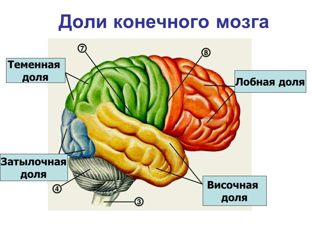 Области доли мозга. Отделы головного мозга конечный мозг. Конечный отдел головного мозга функции. Конечный мозг внешнее и внутреннее строение функции. Конечный мозг строение схема.