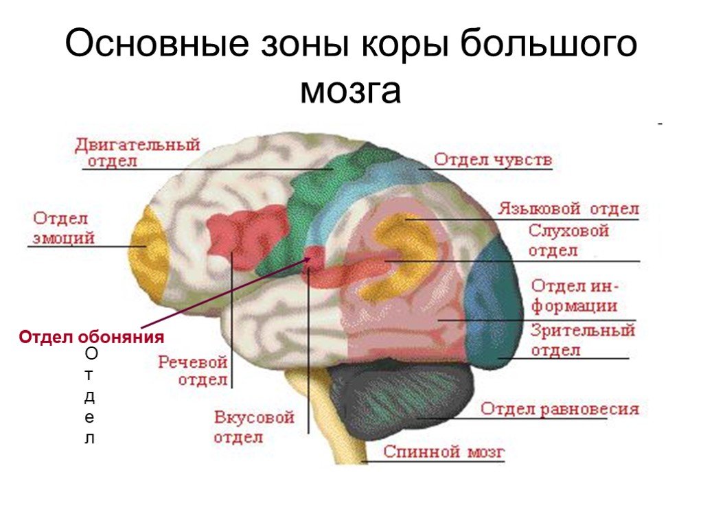 Зона затылочной доли мозга. Обонятельный центр коры головного мозга. Доли и отделы головного мозга. Функции теменной доли головного мозга.