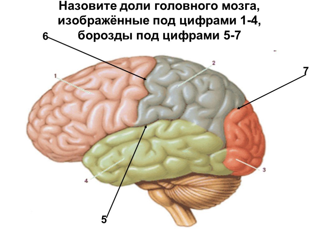 Основные доли мозга. Доли головного мозга. Строение мозга. Конечный головной мозг. Строение головного мозга доли.