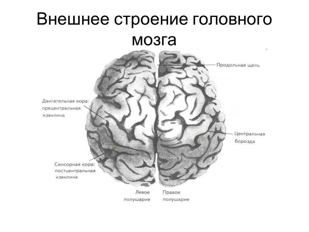 Мозг расположение и функции. Внешнее полушарие головного мозга анатомия. Строение полушарий головного мозга. Внешнее и внутреннее строение головного мозга. Внешнее строение больших полушарий головного мозга.