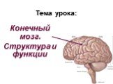 Тема урока: Конечный мозг. Структура и функции