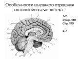 Особенности внешнего строения говного мозга человека. 1-? Стор.169 Стр.179 2-?