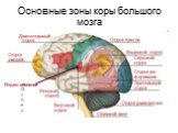 Основные зоны коры большого мозга. Отдел Отдел обоняния