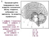 Проаналізуйте твердження про відділи головного мозку людини, зображені на малюнку, та вкажіть правильні: І - цифрою 1 позначено гіпофіз; II - цифрою 2 позначено проміжний мозок; III - цифрою 3 позначено середній мо­ зок; IV - цифрою 4 позначено міст. 7. А І і II; Б II і III; В І і IV; Г III і IV.