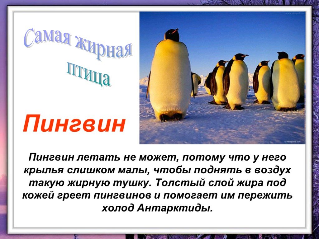 Про пингвина рассказ 1. Интересные факты о пингвинах. Доклад про пингвинов. Пингвины презентация. Пингвины для дошкольников.