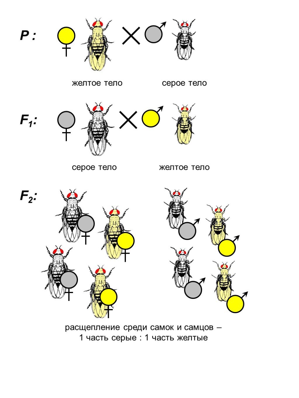 Генетика пола 10 класс биология презентация. Наследование пола у пчел. Генетика пола у пчел. Генетика пола схема. Как наследуется пол у пчел.