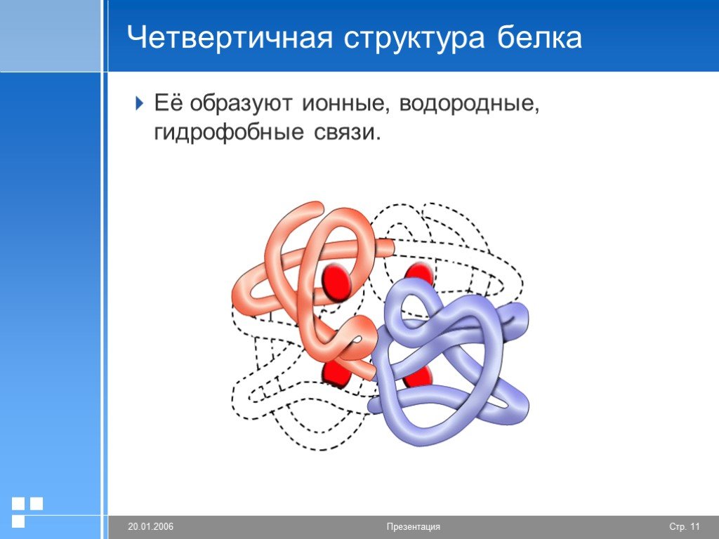 Гидрофобные связи белка. Четвертичная структура белка глобула. Четвертичная структура белка гемоглобина. Четвертичная структура белка функции. Четвертичная структура белка.