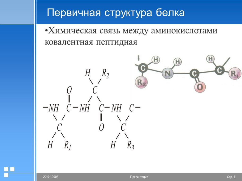 Химическая связь образующая первичную структуру белка. Первичная структура белков химическая связь. Первичная структура белка ковалентная связь. Белки первичная структура химия. Белки структура белков химические свойства биологические функции.