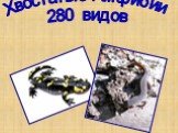 Хвостатые Амфибии 280 видов