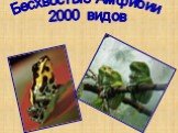 Бесхвостые Амфибии 2000 видов