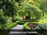 Деревья и кустарники