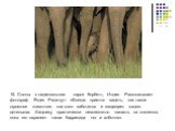 15. Слоны в национальном парке Корбетт, Индия. Рассказывает фотограф Ягдип Раджпут: «Всегда приятно видеть, как такое огромное животное, как слон заботится и защищает своего детеныша. Хищнику практически невозможно напасть на слоненка, пока его охраняет такая баррикада ног и хоботов».