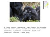 16. Горные гориллы, национальные парки Руанды. Эта фотография маленькой горной гориллы, сосущей палец своей матери, вселяет одновременно и уязвимость и спокойствие. Судьба этого удивительного животного в наших руках.