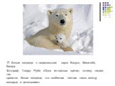 17. Белые медведи в национальном парке Вапуск, Манитоба, Канада. Фотограф Говард Руби: «Одна из главных причин, почему людям так нравятся белые медведи, это особенная нежная связь между матерью и детенышем».
