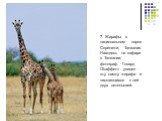 7. Жирафы в национальном парке Серенгети, Танзания. Находясь на сафари в Танзании, фотограф Говард Г.Баффетт увидел эту самку жирафа и ласкающихся к ней двух детенышей.