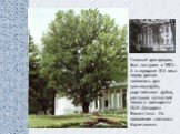 Главный дом-дворец Был построен в 1801г. А в середине XIX века перед домом появились два красавца-дуба, родственники дубов, растущих на могиле первого президента США Джорджа Вашингтона. Их появление связано с Карамзиным.