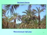 Финиковые пальмы Растения Египта.