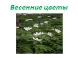 Весенние цветы