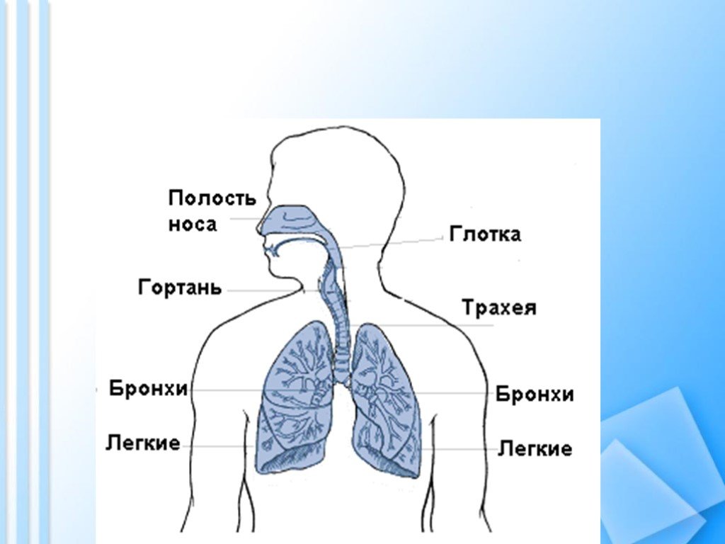 Путь воздуха в организм человека. Носовая полость гортань трахея бронхи легкие. Строение системы органов дыхания человека. Схема строения органов дыхания. Дыхательная система рисунок.