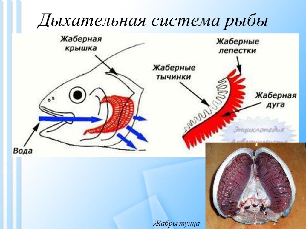 Какие системы органов у рыб. Дыхательная система рыб жабры. Структура дыхательной системы рыб. Строение дыхательной системы рыб. Дыхательная система рыб схема.