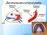 Дыхательная система рыбы. Жабры тунца