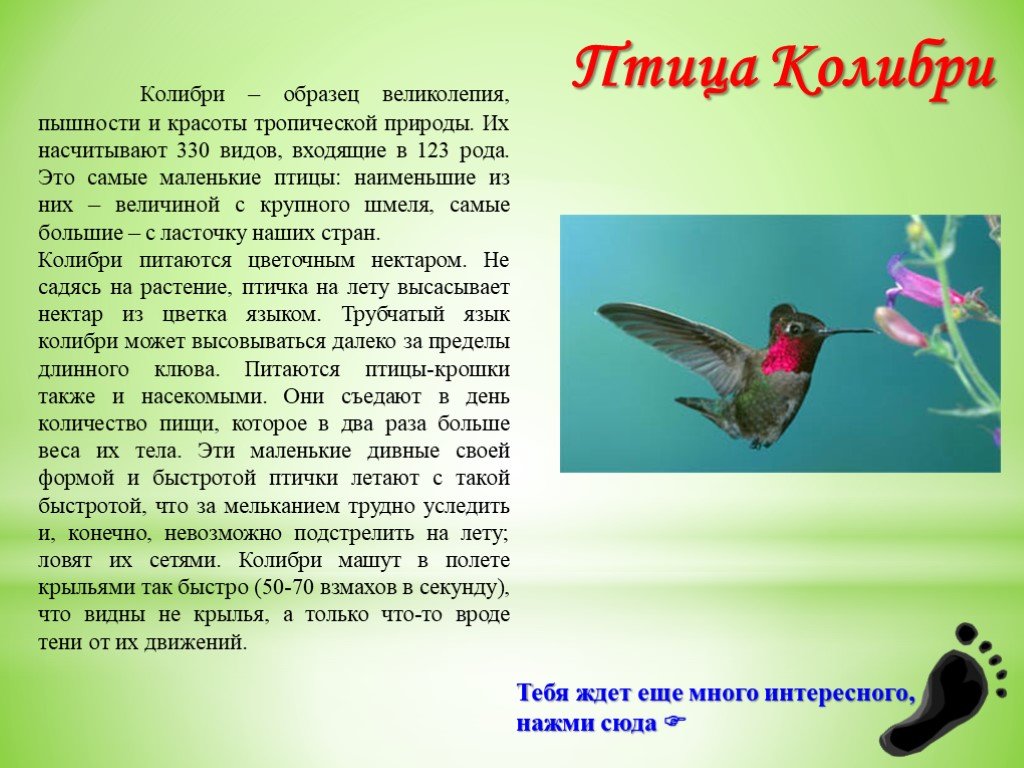 Колибри род мужской. Колибри птица какой род. Род существительных Колибри. Колибри род существительного. Колибри какого рода в русском языке.