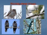 Зимующие птицы хутора Добринка Слайд: 15