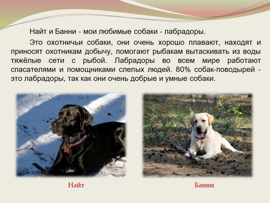 Окружающий мир про собаку. Рассказ о лабрадоре. Доклад про собаку. Лабрадор презентация. Сообщение о собаке лабрадор.