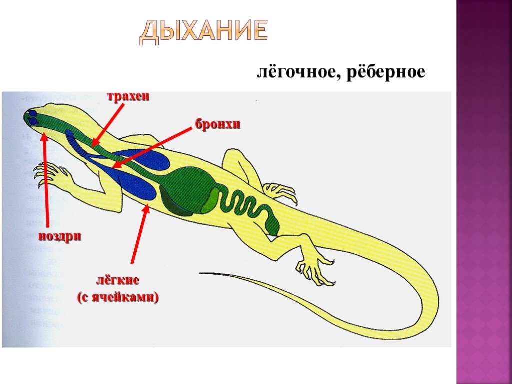 Рептилии дышат кожей. Дыхательная система система рептилий. Дыхательная система пресмыкающиеся рептилии. Дыхательная система рептилий схема. Класс пресмыкающиеся рептилии дыхательная система.