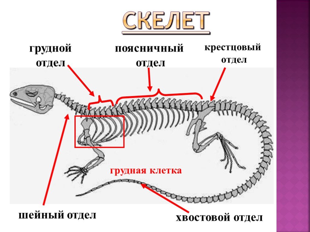 Отделы позвоночника у рептилий. Скелет пресмыкающихся схема. Скелет ящерицы биология 7 класс. Отделы скелета пресмыкающихся. Скелет рептилий грудная клетка.