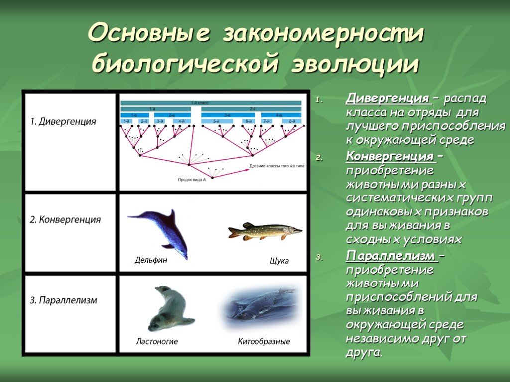 Типы эволюционных изменений презентация 9 класс