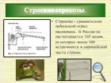 Строение стрекозы. Стрекозы - сравнительно небольшой отряд насекомых. В России их насчитывается 165 видов, из которых около 100 встречаются в европейской части страны.