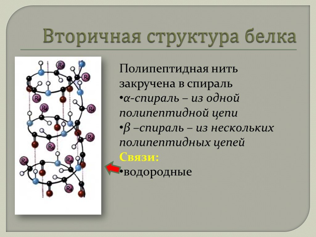 Полипептидная связь белка. Вторичная структура белка спираль. Структуры белка полипептидная цепь. Альфа спираль вторичной структуры белка. Вторичная структура полипептидной цепи.