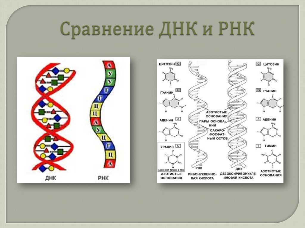 Сходство днк и рнк. Строение ДНК И РНК таблица. Сравнение ДНК И РНК. РНК. Структура ДНК И РНК таблица.