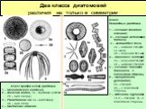 Два класса диатомовей различия не только в симметрии. Класс Центрические диатомеи 1 – Coscinodiscus convexus, 2 – Melosira borreri, 2а - середина цепочки, 2б – вид сверху; 3 – Planctoniella sol, 3а – вид сверху, 3б – вид сбоку. 4 – Caetoceras indicum, Класс Пеннатные диатомеи. 1 – колония Meridion c