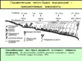 Подавляющее число бурых водоросдей – прикреплённые макрофиты. Средообразующая роль бурых водорослей на литорали (побережье Калифорнии). За исключением Corallina основные макрофиты – бурые водоросли. По Woods Lytgoe из Casper, 1974.