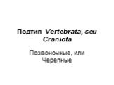 Подтип Vertebrata, seu Craniota. Позвоночные, или Черепные