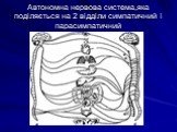 Автономна нервова система,яка поділяється на 2 відділи симпатичний і парасимпатичний