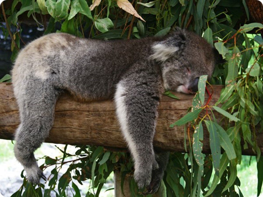 Сколько спят коалы. Эвкалиптовый медведь. Коалы спят 22 часа в сутки!.