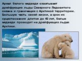 Ареал белого медведя охватывает дрейфующие льды Северного Ледовитого океана и граничащие с Арктикой территории. Большую часть своей жизни, а срок их существования длится до 40 лет, белые медведи проводят на дрейфующих льдах Арктики.