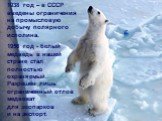 1938 год – в СССР введены ограничения на промысловую добычу полярного исполина. 1956 год - белый медведь в нашей стране стал полностью охраняемый. Разрешён лишь ограниченный отлов медвежат для зоопарков и на экспорт.