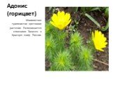 Адонис (горицвет). Многолетнее травянистое цветковое растение. Размножается семенами. Занесен в Красную книгу России.