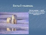 Белый медведь. Белый медведь – самый крупный хищник на Земле. Его длина достигает 3 м, масса до 1 т.