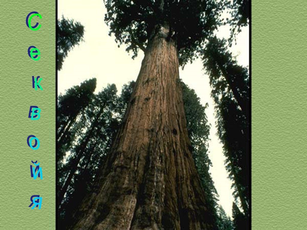 Секвойя природная зона северной америки. Секвойя природная зона. Секвойя. Американское Мамонтово дерево. Не гниющая порода дерева.